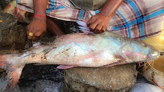 Big Catfish Cutting & Chopping At Fish Market