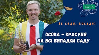 Осока. Правила Вирощування Догляду та Посадки. Красивий Сад Своїми Руками.