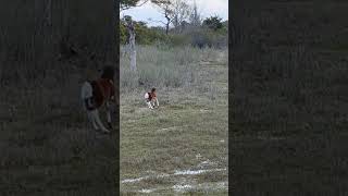 6 day old baby girl Assateague pony learning how to run 🐎💕🙏