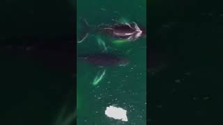 Spectacular Dolphin Migration with Babies || Drone view of Dolphin || Sound On || NatureView #Shorts