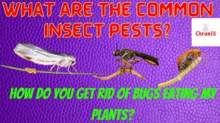 What Are The Common Insect Pests