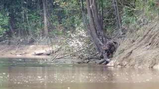 Giant river otters in the Tahuayo River, Peru