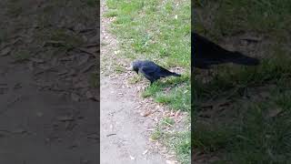 jackdaw catches a peanut