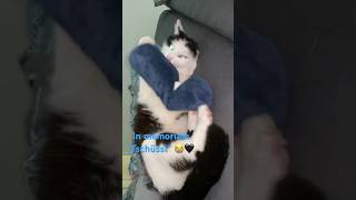 Miss you like crazy | Tschüssi unser Lauser 😻 Katzenvideos #shorts #cats #catvideos