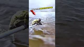 Sloth Gets Saved By Boat Paddle Insane Rescue 🤯🥹❤️ #shorts  #animalshorts #animalrescue