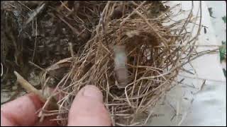 Finding abandoned old bird nests