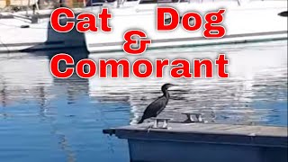 Cat Dog and Cormorant on one pontoon in Marina da Pria da Rocha