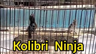 Kolibri ninja dada coklat ngleper