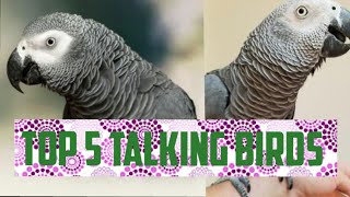 top 5 talking birds in world |BIRDS |