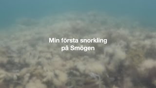 Västerhavsveckan - Min första snorkling på Smögen