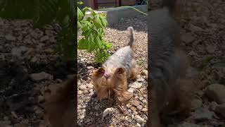 Райское настроение #видеопрособак #собаки #pets #cute #животные #cute