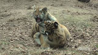 서울대공원 아기 호랑이 ( 6 Months Old Tiger cubs )