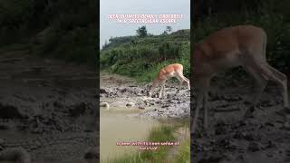 🦌Deer survive from deadly Crocodile🐊#youtube #deer ##crocodile #ytshorts #shorts