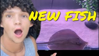 SUPER *RARE* FISH ADDED to my AQUARIUM!!