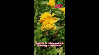 Cindrella 24 colors - Portulaca 30 colors for sale online - Pathumani Poovu - Whatsapp : 9445450701