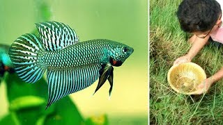 How to catch wild betta fish compilation video