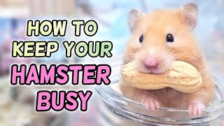 How to Keep Your Hamster BUSY (Awaken Natural Hamster Instinct)