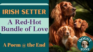 Irish Setters | Everything You Need to Know About This Beloved Dog Breed | Dog Lovers