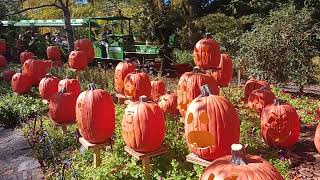 pumpkin patch an train at Cincinnati zoo Halloween fest 2024 don't hit the squirrel !!!