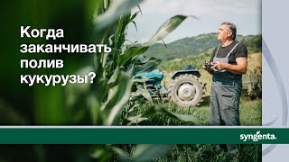 Когда заканчивать полив кукурузы?