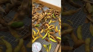 Found a few glass panels and made them into a solar dehydrator. Naturally drying food from the sun