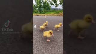 Puppy and cute lil ducks | Tiktok cutepetowner #shorts