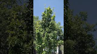 Hosui Asian Pear Tree!! Full of Fruit and growing great in this Heat! #centraltexas #summer