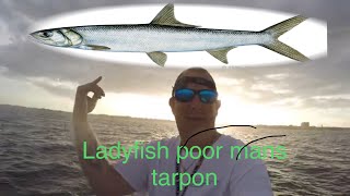 Indian river Ladyfish poor mans Tarpon