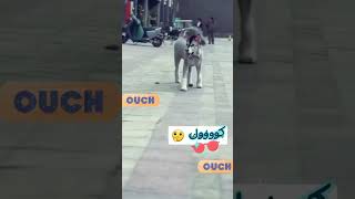 اه ده يا كبير كلب روش بس كده