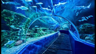 Marine Kingdom | India's first walk through aquarium in Chennai