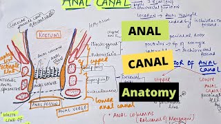 ANAL CANAL ANATOMY| Interior of Anal Canal