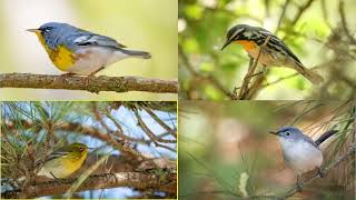 Woodland Birds of Spring Island - Part 2