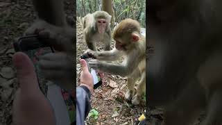 Funny video with monkey #shorts