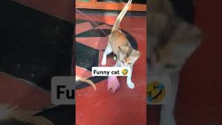 Funny Cat #cat #shortvideo #shorts #viral #viralvideo