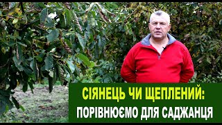 №151 Сіянець чи щеплений: Порівняння дворічних саджанців одного сорту