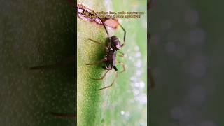 Macho de aranha falsa-viúva (Steatoda ancorata) #shorts #animal #aranha #spider #animalshorts