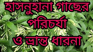 How to grow and care hasnuhana plant        How to care hasnuhana plant at home