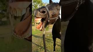 haha..funny yawning horse 🐴 😆🤣 #animals #shorts