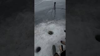 Wife shows how to catch hake. #fishing #icefishing #hake