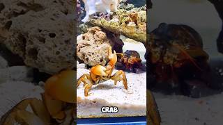 Why Did This Crab Cut Off Its Own Claw? 🦀😱#shorts