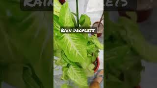 Monsoon Updates #monsoon #monsoon2022 #rain #rainsounds #asmr #asmrsounds #satisfyingasmr #shorts