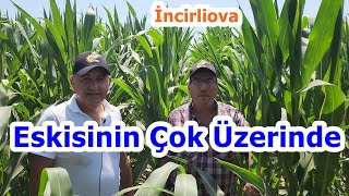 2. Ekim  Silajlık Mısırda  Sıvı Yaprak Gübresinin Sağladığı Verim Gelişim - Aydın İncirliova