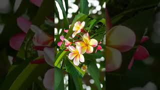 plumeria obtusa plant| Verity of plumeria flower #shorts