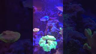 Wyoming White Clownfish Nano Reef Aquarium