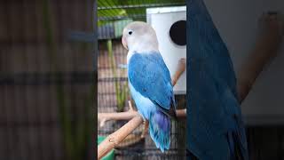 Blue Lovebird Enjoys the Day – Daily Routine, bluelovebird fischer and blue parrot in one cage