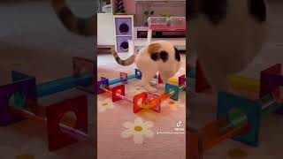 PicassoTiles PicassoToys Fun Time Big Hit Magnetic Tiles Marble Run Cat Kitty Pets Love Play Ideas