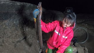 猪猪半夜不睡觉，顶着暴雨去海边抽坑，抓到几斤重的罕见大鳗