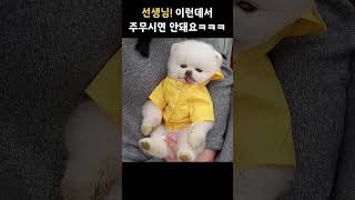 길거리에 산책하다 잠든 강아지가 있다는 제보를 듣고 찾아왔습니다