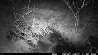 Dorosły i młody bóbr / Adult and young beaver