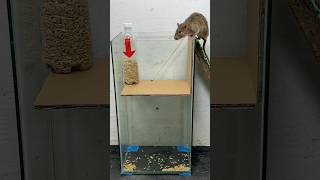 Best mouse trap idea//good rat trap at home #mousetrap #rattrap #rat #shorts